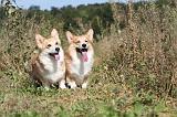 CORGI PEMBROKE 325